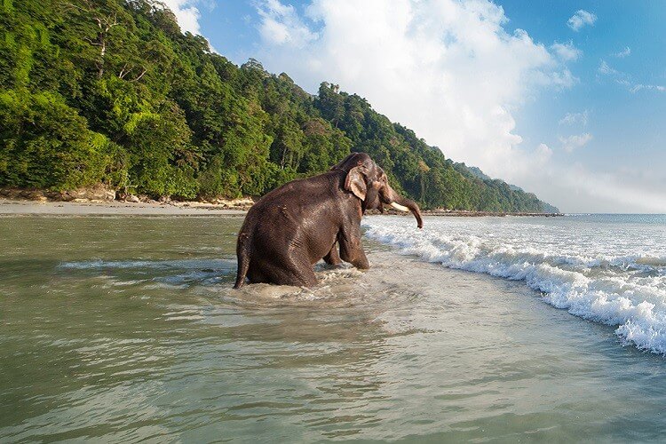 Elephant Beach